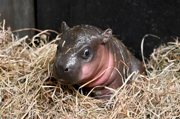 Бутерин пожертвовал ЕТН на усыновление Му Денга, карликового бегемота